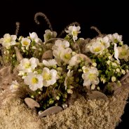 Winterse 'Verboom Beauty' Helleborus