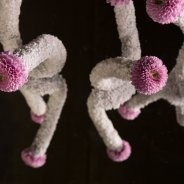 Vanya Pink chrysant van Zentoo - design Pim van den Akker