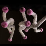 Vanya Pink chrysant van Zentoo - design Pim van den Akker