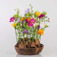 colourful Freesia arrangement FreestyleFreesia Kristel van Dijk Flower Factor 3