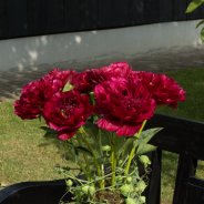 Krachtig pioenrozen arrangement close-up