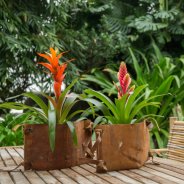 Bromelia met berkenschors en leren stroken