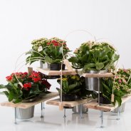 Technisch Kalanchoë ontwerp - klein