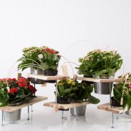 Technisch Kalanchoë ontwerp - uitgestrekt