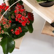 Kalanchoë - De bloeiende vetplant