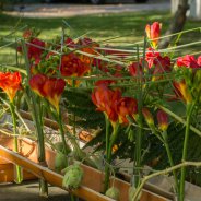 Rouwwerk met Freesia door Pim van den Akker