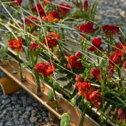 Rouwwerk met Freesia door Pim van den Akker