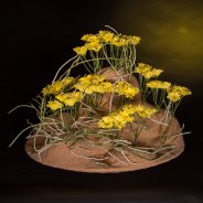 Chrysant Nibali design