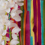 Close-up van de Ice Cascade Cymbidium