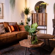 Calathea Orbifolia - Stoer overzicht