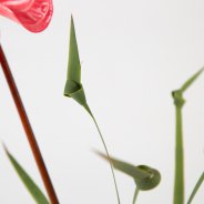 origineel Anthurium boeket - Roos van Unen - Flower Factor
