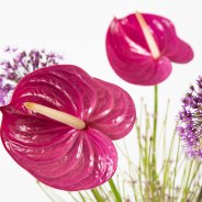 snij Anthuriums en Allium - Roos van Unen - Flower Factor