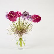 snij Anthuriums en Allium - Roos van Unen - Flower Factor