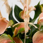 Anthurium arrangement met natuurlijke details - Flower Factor