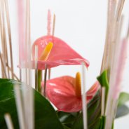 roze Anthurium arrangement - Pim van den Akker - Flower Factor