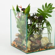 Anthurium terrarium - Roos van Unen - Flower Factor