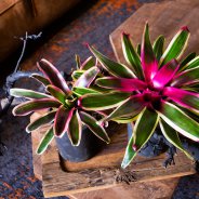 Bromelia in stoer interieur
