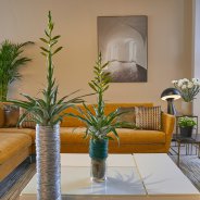 Bromelia in modern interieur