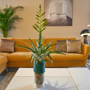 Bromelia in modern interieur