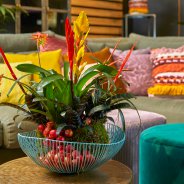 Bromelia in sfeervol interieur