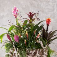 Bromeliad busisness design studio