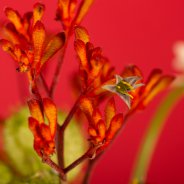 kerstboeket - Pim van den Akker - Flower Factor