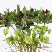 Kleurrijk Alstroemeria design close-up