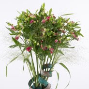 Alstroemeria Florinca 'Noa' met koperen strips close-up