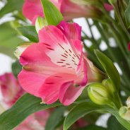 Alstroemeria Florinca 'Noa' close-up