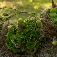 Afscheidsbloemwerk met groene snij-hortensia - Kristel van Dijk - Flower Factor