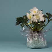 Hellebore Niger as winter gift Pim van den Akker Flower factor Kwekerij Verboom