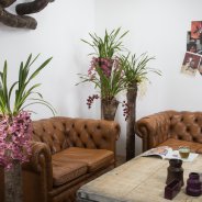 Cascade Cymbidiums in interieur setting