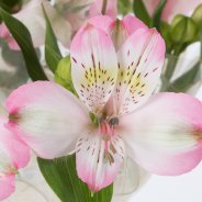 Alstroemeria 'Adelaide'