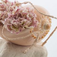 Dianthus in een schelp close up