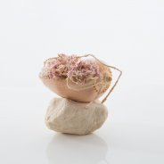 Dianthus in een schelp overview