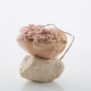 Dianthus in een schelp