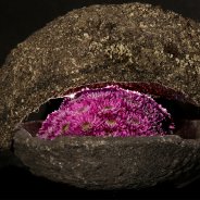 Purple Romance van Zentoo in design Roos van Unen