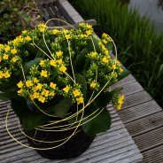 Gele Kalanchoe - Pim van den Akker - Flower Factor