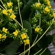 Gele Kalanchoe - Pim van den Akker - Flower Factor