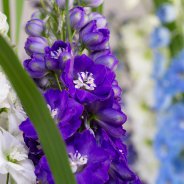 Quality4Flowers kennismakingsactie Roos 7