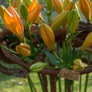 Oranje Sunderland lelie