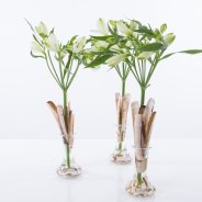 Kleine commerciële vaasjes met Alstroemeria 'Frozen'