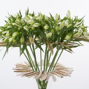 Zomers ontwerp met Alstroemeria 'Frozen' close-up
