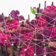 Roos van Unen Anjer Alstroemeria Valentijns Hart close up