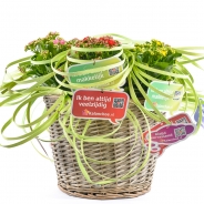 Kalanchoe's