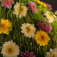 Zentoo Sorbet chrysanten