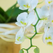 Phalaenopsis orchidee van Opti-flor in origineel design van Pim van den Akker