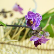orchidee design idee door Pim van den Akker