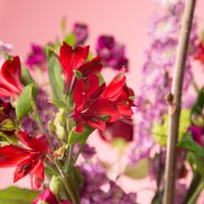 Plukboeket met Alstroemeria's