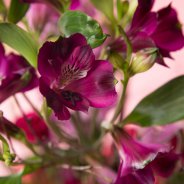 Plukboeket met Alstroemeria's